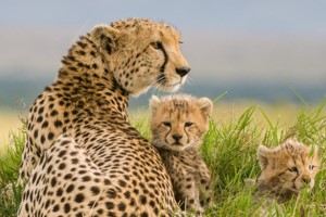 kenya experience safari