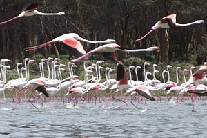 lake and savannah safari