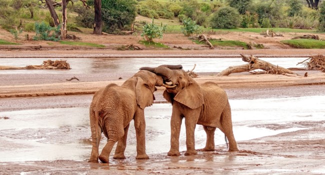 samburu national reserve