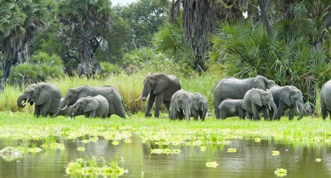 selous game reserve